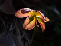 Sonnenspot auf Schneerosen Blüte